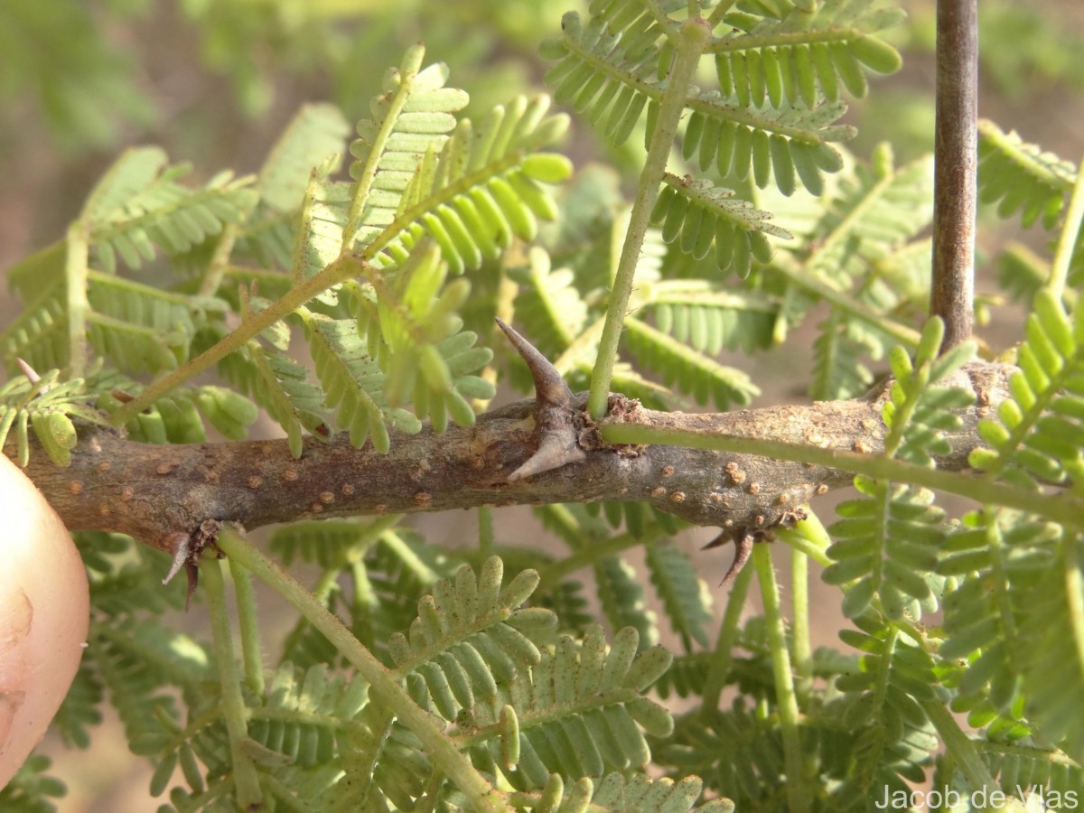 Vachellia planifrons (Wight & Arn.) Ragup., Seigler, Ebinger & Maslin